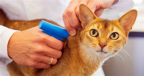 cat microchips canada